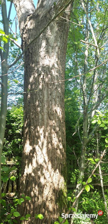 Topola drzewo do wycięcia