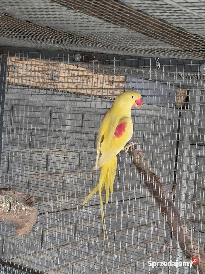 Aleksandretta wielka lutino Odolanów