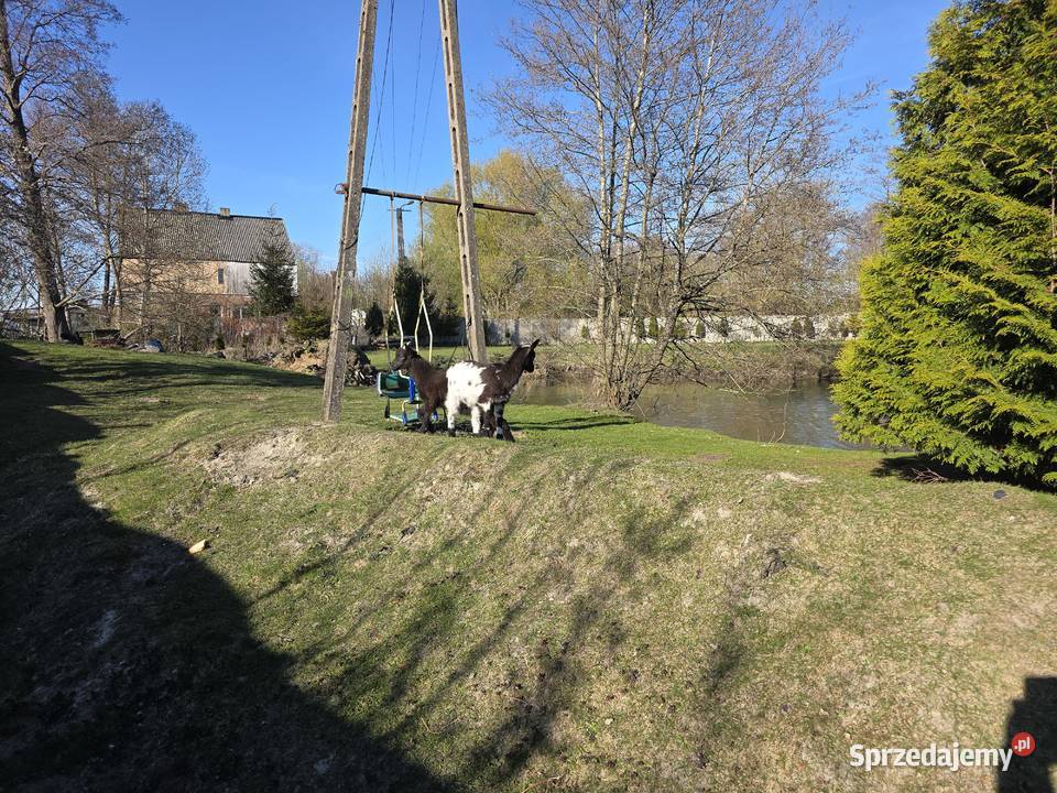 Parka koz miniaturek zachodniopomorskie Białogard