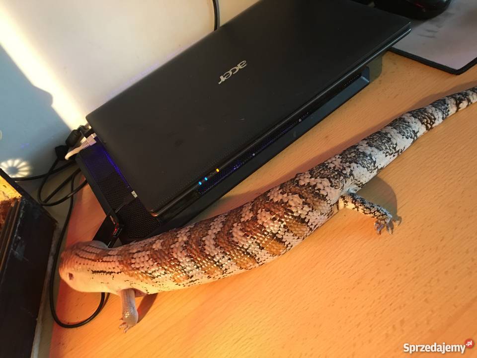 Scynk olbrzymi tiliqua sp irian jaya zamienię Tarnów