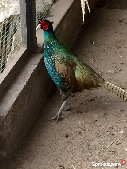 Bażant 21 Mongolski Łowny Siewierz sprzedam