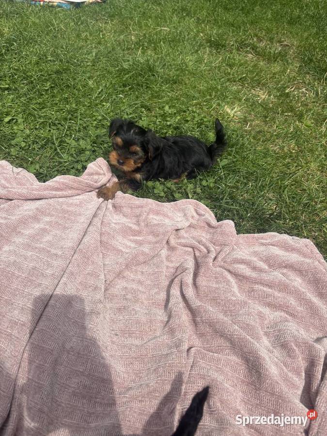 Yorki terrierki Wola Okrzejska