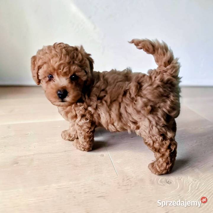 Piesek Maltipoo kujawsko-pomorskie