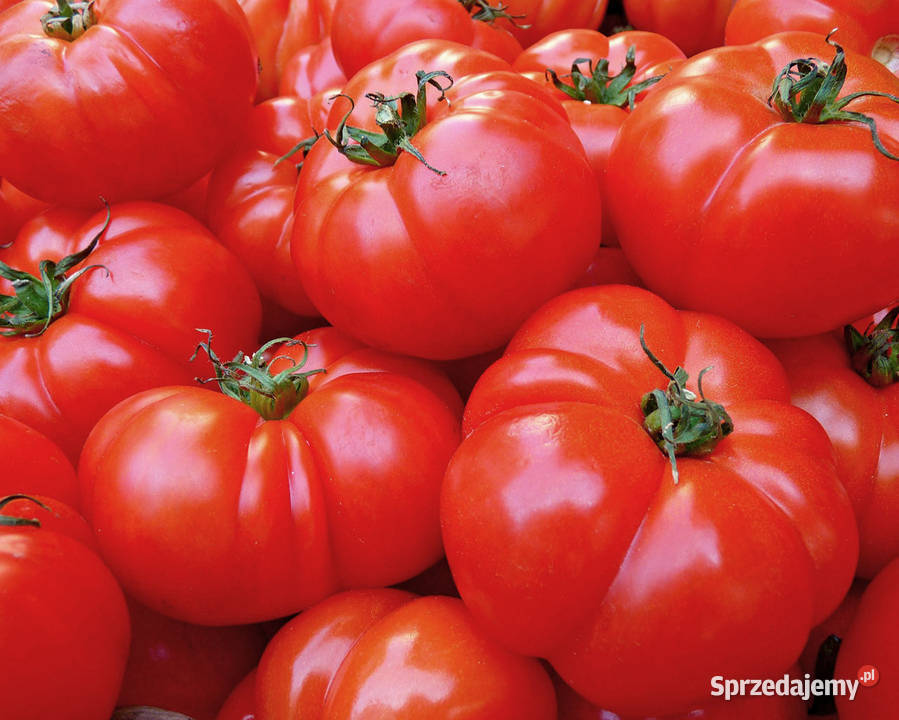 PERLIT AGROogrodniczy worki 125l FRAKCJA 26mm Nisko