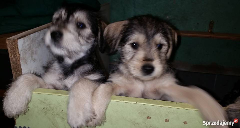 Sznaucer Amerykański Miniatura pomorskie Gdańsk sprzedam