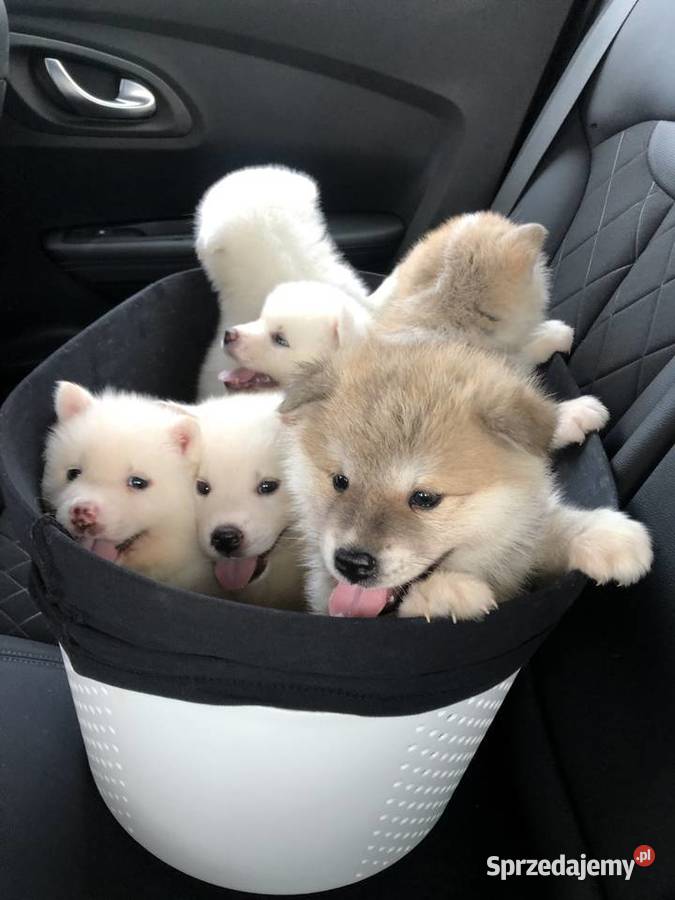Akita Inu Japoński na sprzedaż Szczecin