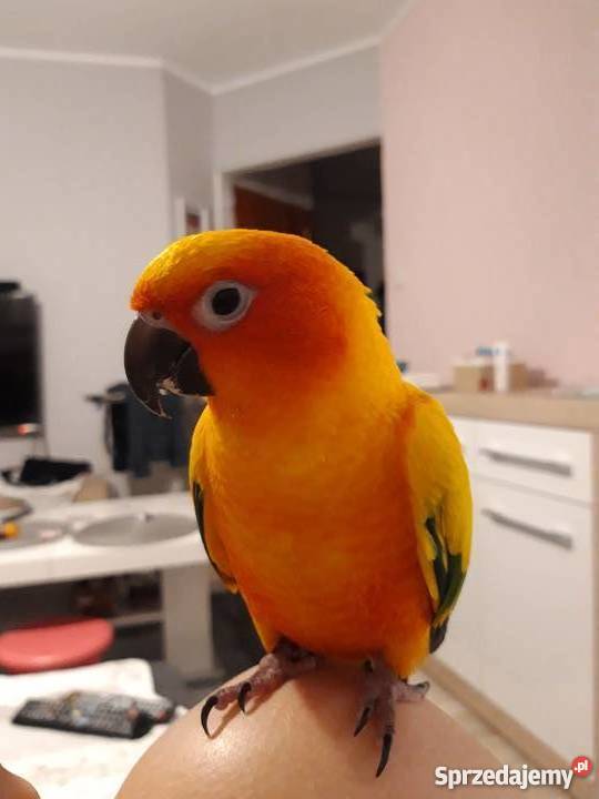 Konura słoneczna 3 letnia ręcznie karmiona Zwierzęta lubuskie sprzedam