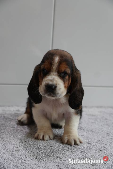 Basset hound szczeniak Grabów nad Prosną