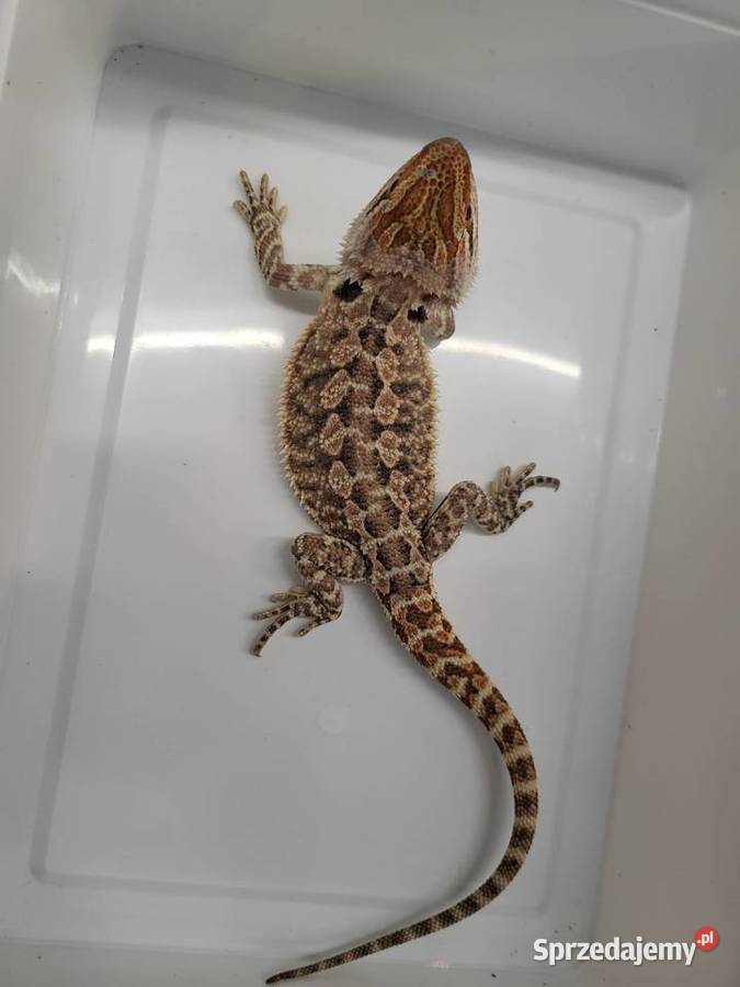 Agama Brodata Czerwona Sklep Zoologiczny Katowice sprzedam