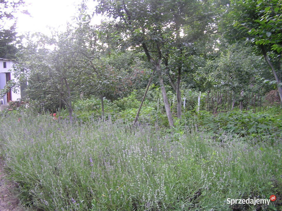 Domek całoroczny lesie z działkę 3025 1336m2 w Gębczyce