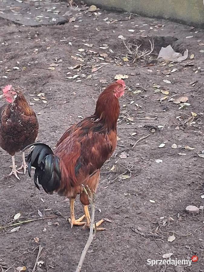 koguty mlode z lipca Modła Królewska