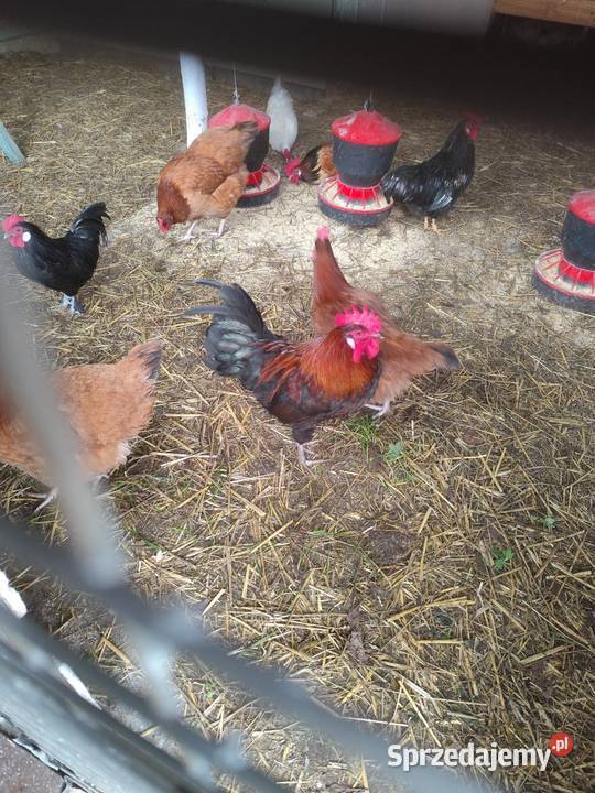 Mam do sprzedania koguty do kur 3 pikne barwne Kościan