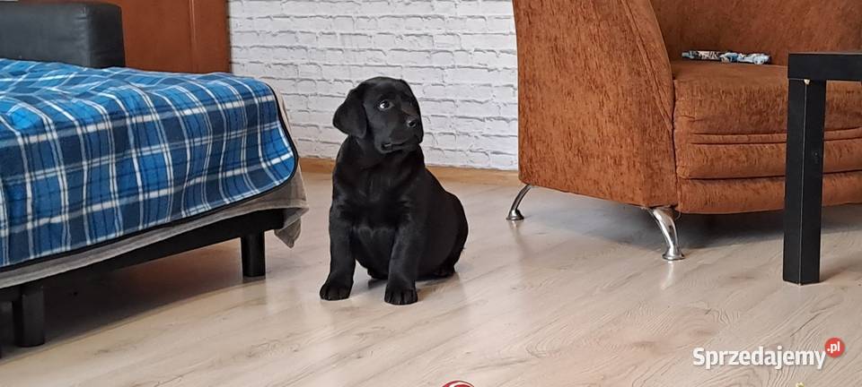 Labrador retriever czarny Pasztowa Wola