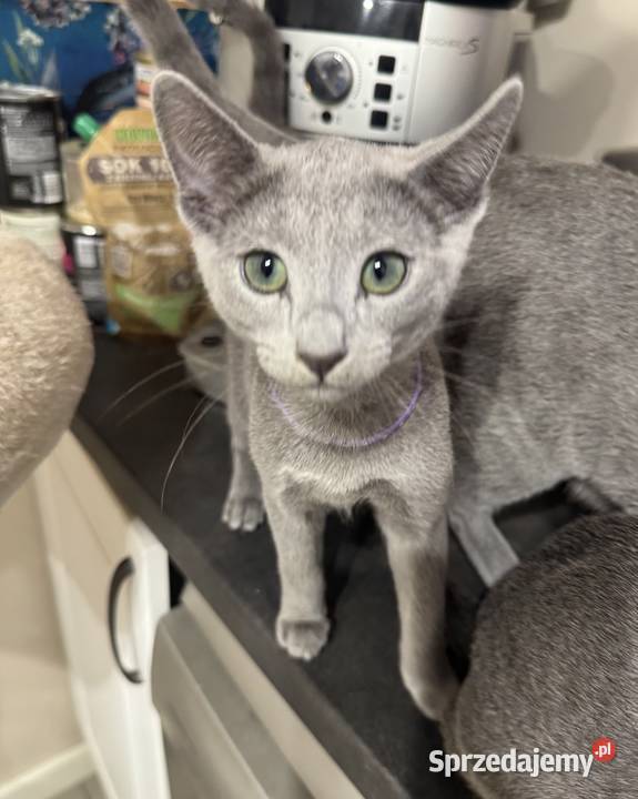 Kocięta rosyjskie niebieskie wielkopolskie Gniezno