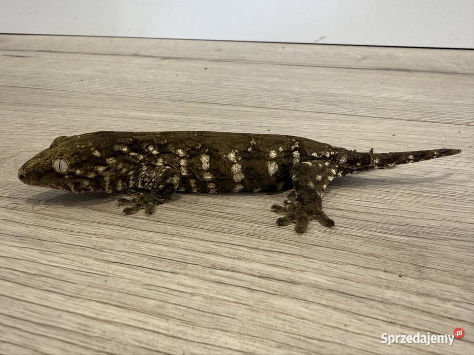 Gekon Olbrzymi Rhacodactylus leachianus Mt Gady i płazy Sułkowice