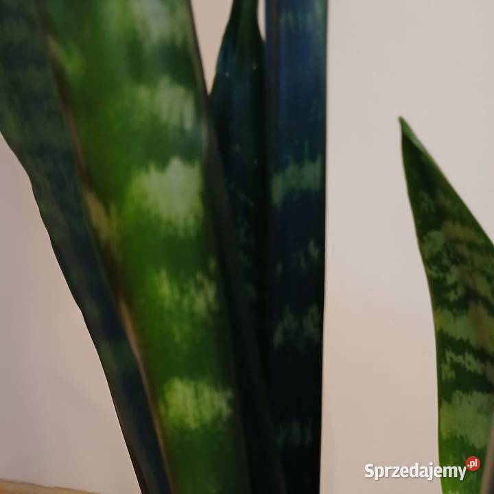 Wężownica Sansewiera wysoka 100 Nowy Sącz