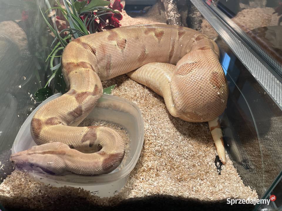 Terrarium Pozostałe