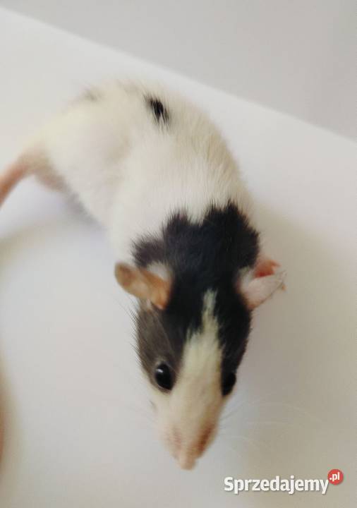 Szczury samce do domu