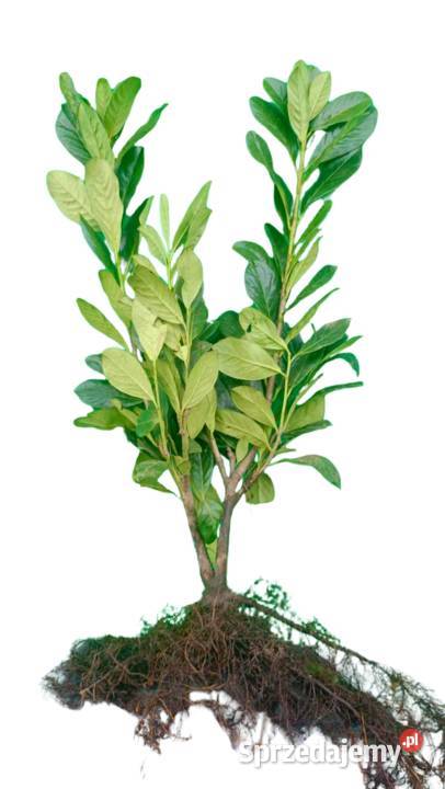 Laurowiśnia Novita Caucasica Elly Rotundifolia Liściaste Stromiec
