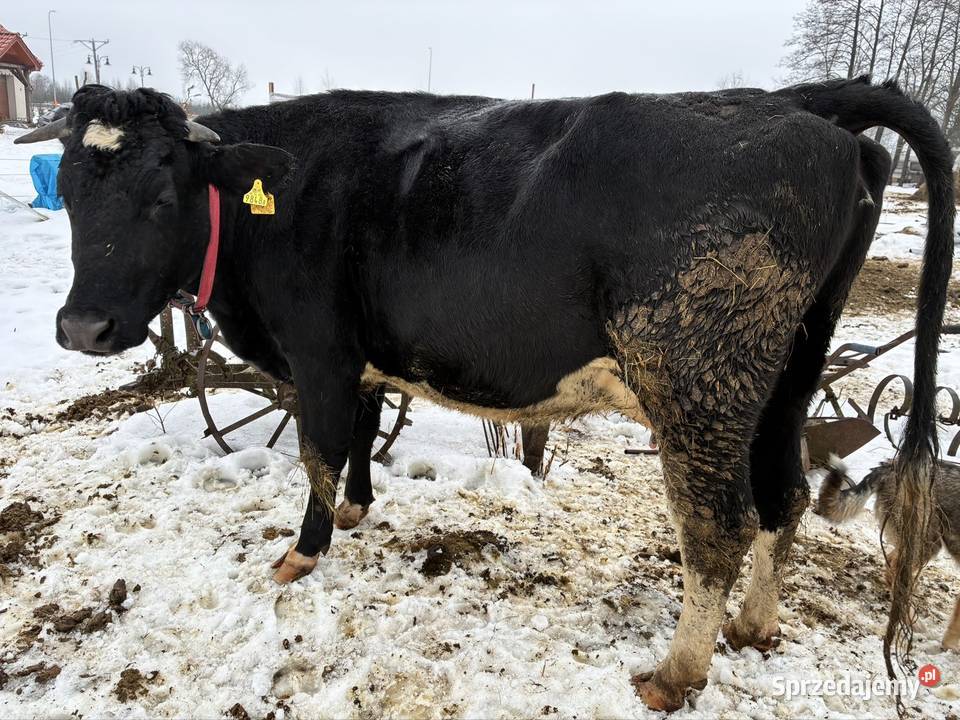 Krowa mleczna sprzedam