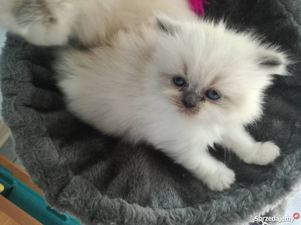 Kotki Perskie Stalowa Wola