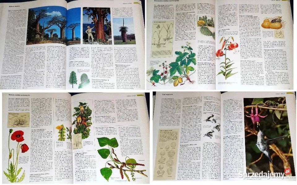 ABC przyrody w pytaniach i odpowiedziach Readers Chełm