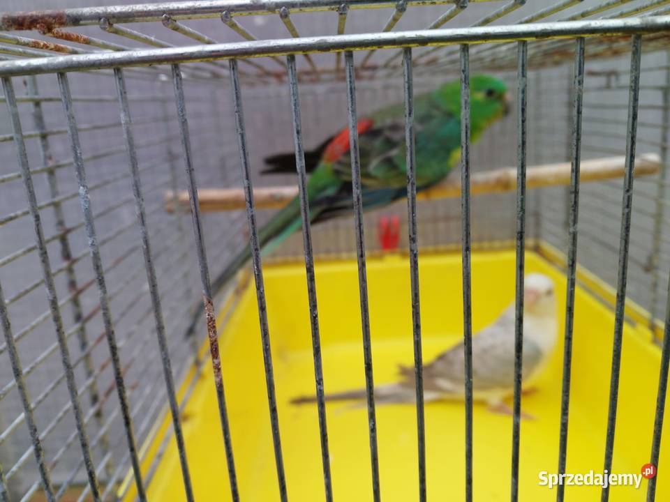 Sprzedam papugę Ptaki Lubanie