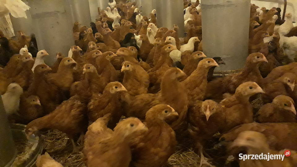 Kury nioski kurki młode odchowane 8 tyg 14 Skrybicze