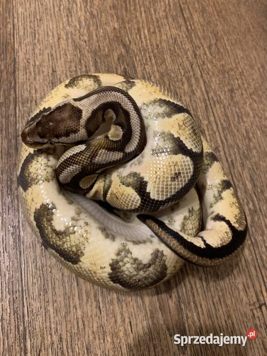 Pyton królewski Racibórz