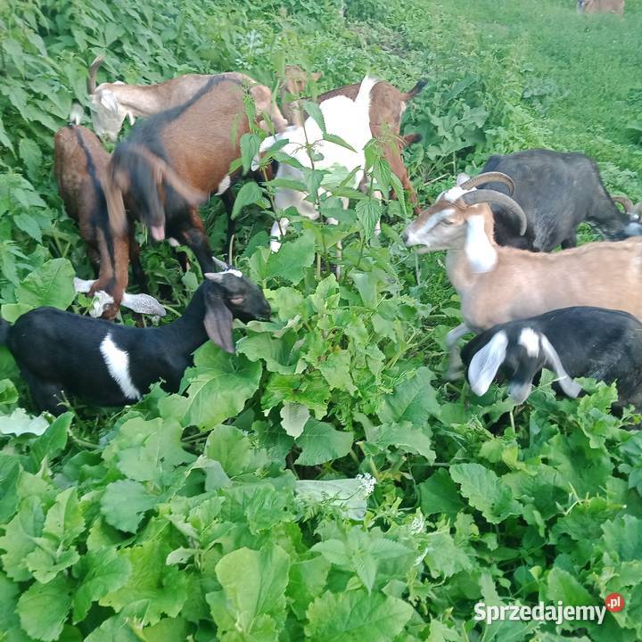 Sprzedam Koziołki i Kozy Anglonubijskie sprzedam