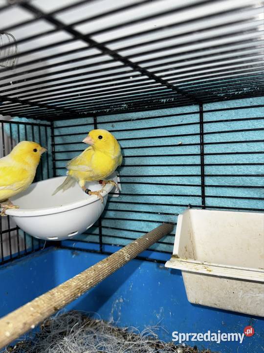 Kanarki Żółte sprzedam