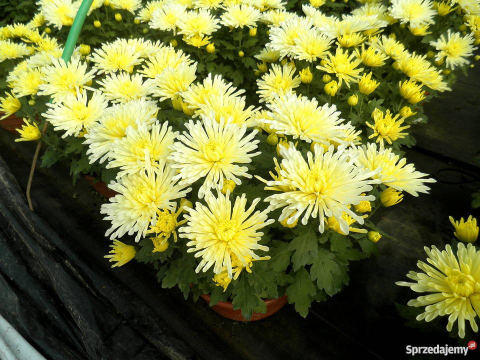 Sprzedam CHRYZANTEMY Gierlachów sprzedam