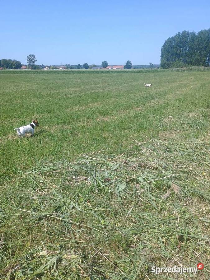 działka rekreacyjna Pińczów