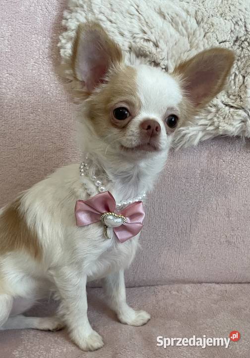 MALUTKA SUNIA Chihuahua długowłosa Trzebnica