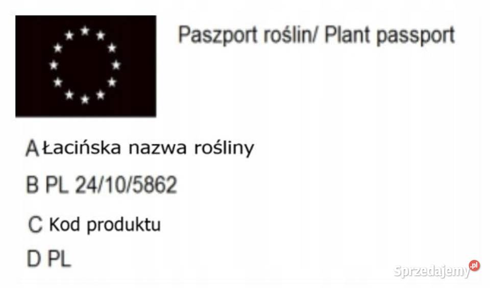 P9 CIS POSPOLITY TAXUS BACCATA ŻYWOPŁOT 1020 Miedźna