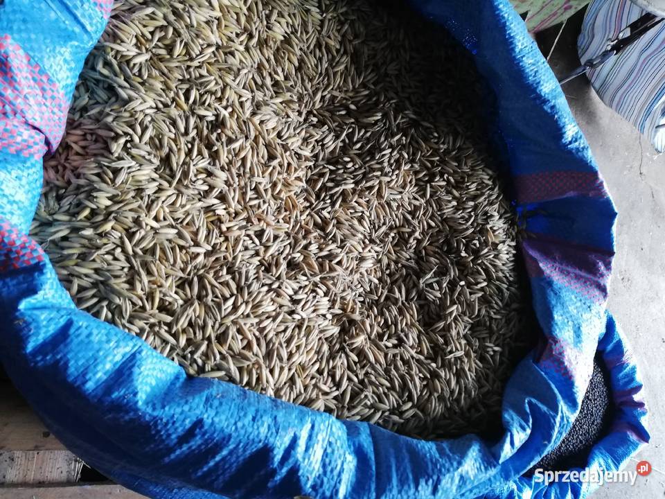 Sprzedam nasiona owsa i wyki łódzkie Bedlno sprzedam