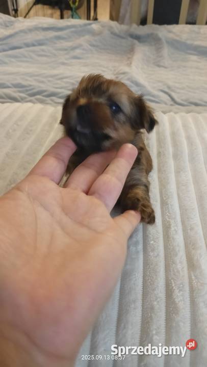 Jedna dziewczynka i dwóch chłopaków Mochała sprzedam