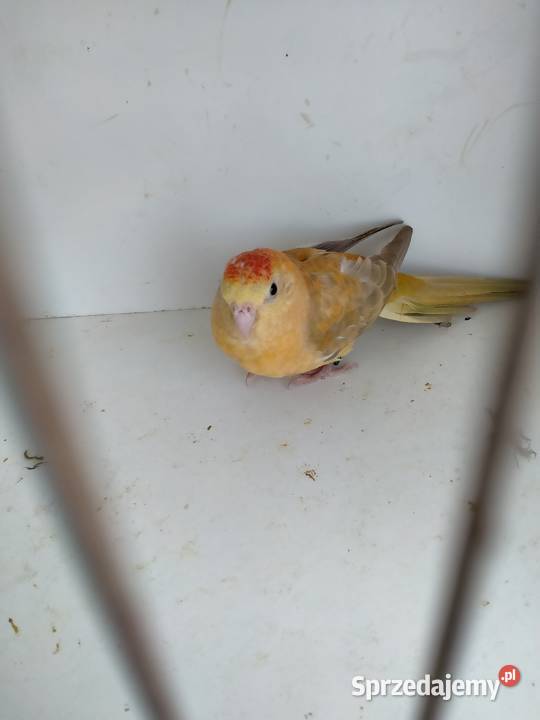 Świergotki Oranżowe Ptaki pomorskie Kowale