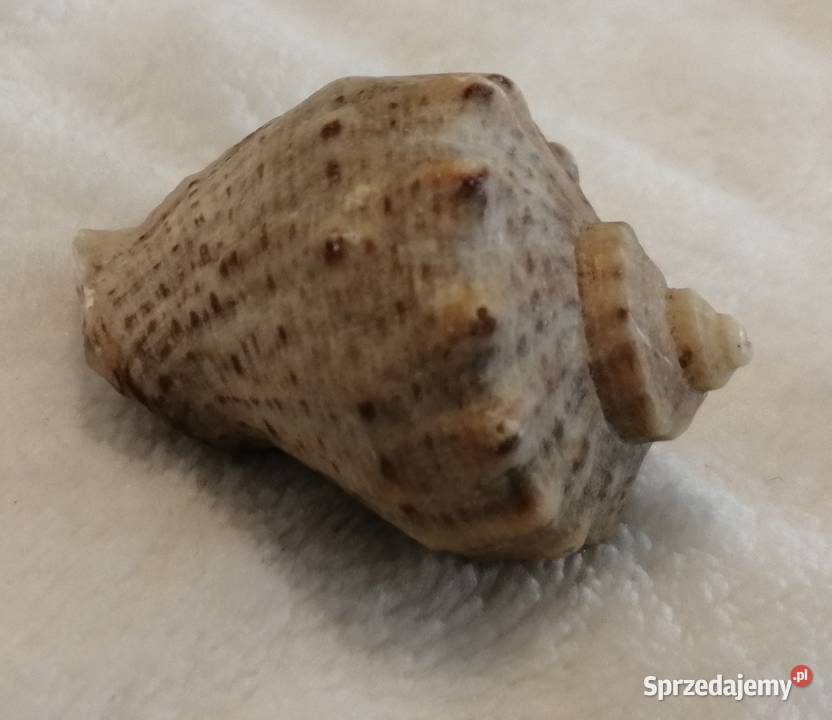 Muszla 38 56 Kreatywne Czeladź