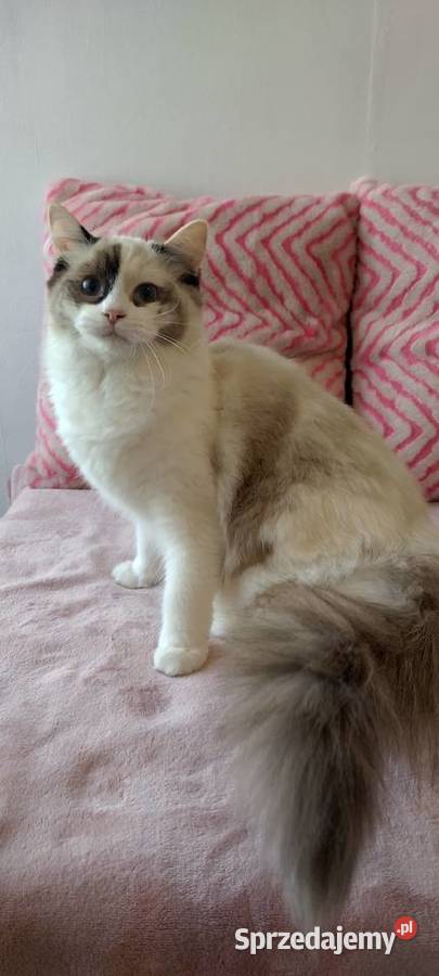Kotka ragdoll 9 miesięcy Wrocław