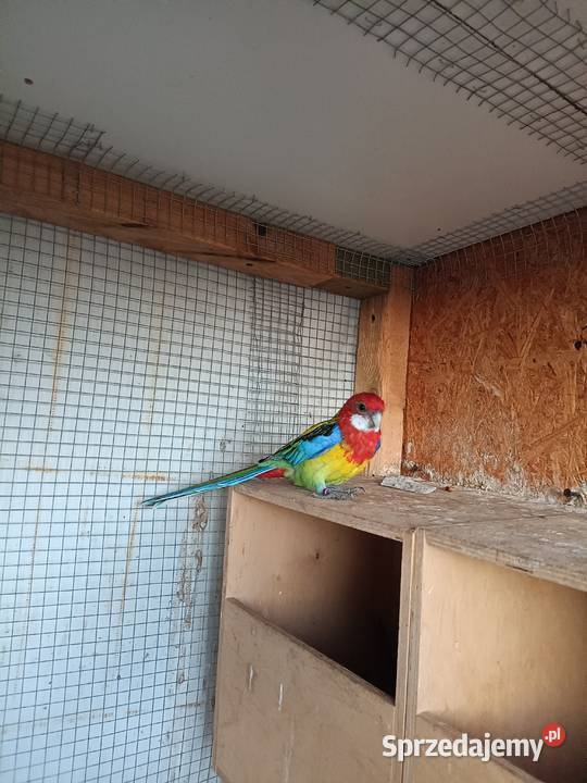 Rozella białolica