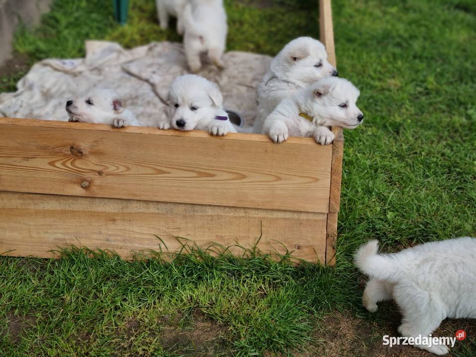 Owczarek Szwajcarski długowlosy kujawsko-pomorskie Mogilno