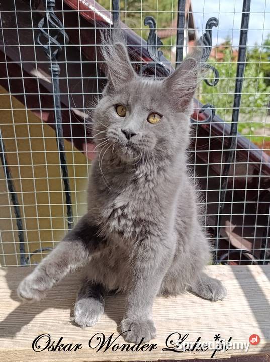 Niebieski kocurek Maine Coon FPL Gdańsk