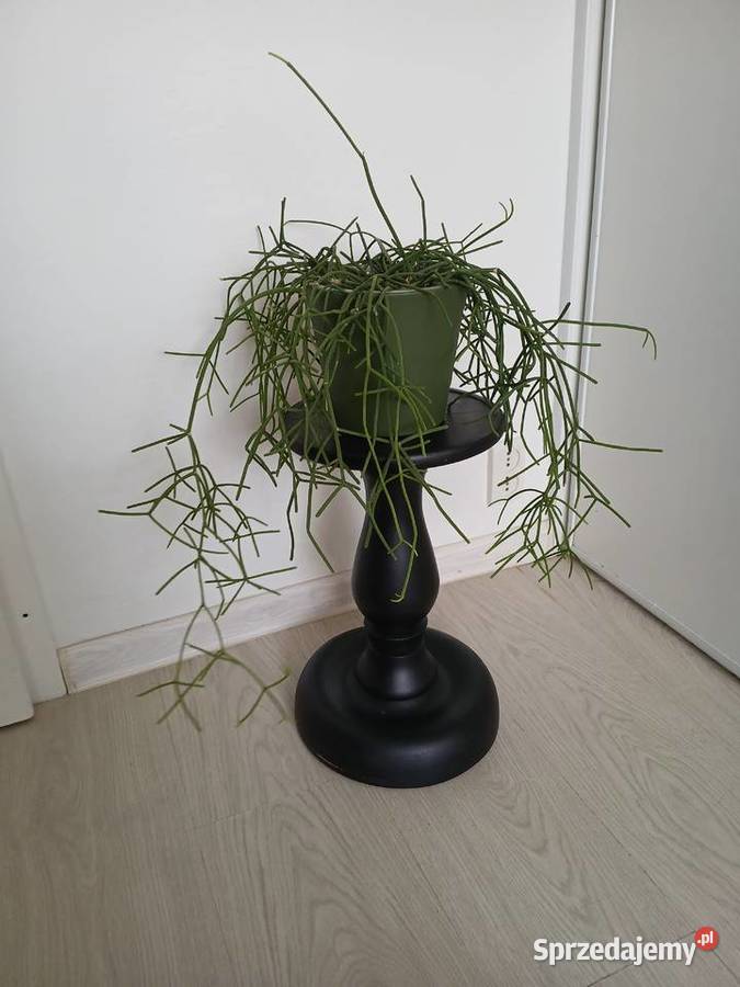 Rhipsalis baccifera patyczak duży wiszący Kaktusy i sukulenty Częstochowa