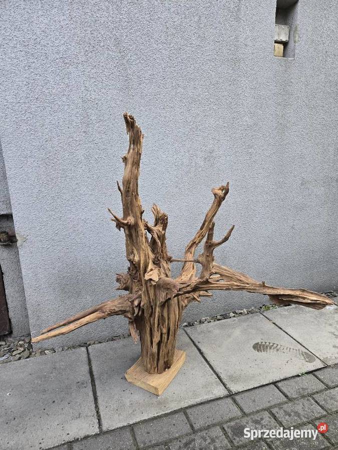 Korzeń ozdobny duży Trzciel