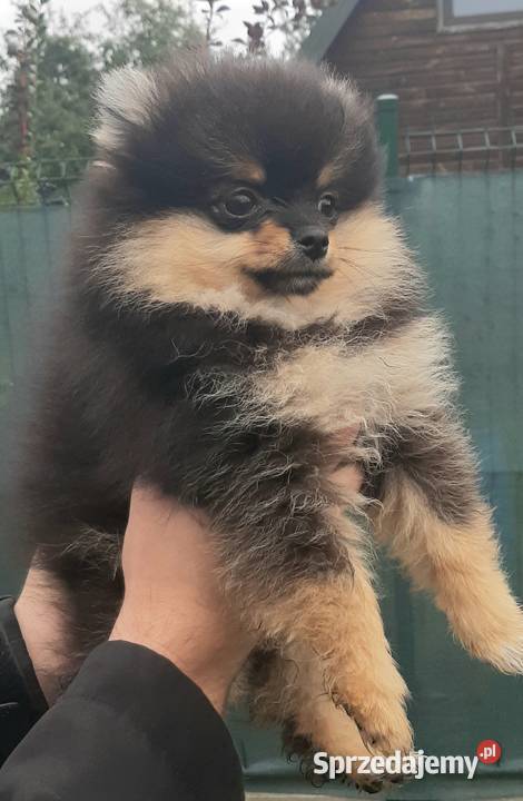 Szpic miniaturowy pomeranian sunia Pabianice sprzedam