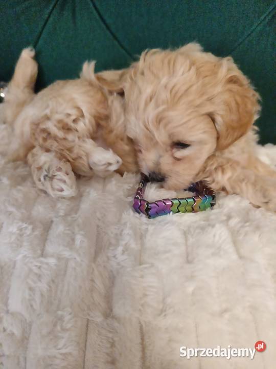 Suczka maltipoo Opole Lubelskie