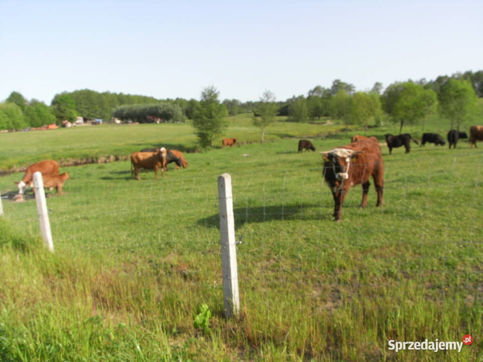 Krowy stado mięsne mieszańce Bydło mięsne