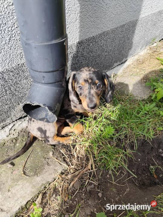 Jamnik krótkowłosy merle Ciechanów