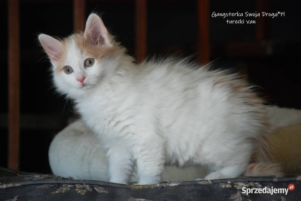 Gangsterka Swoją Drogą turecki van Pozostałe Zawiercie